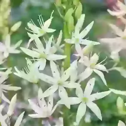 Leichtlinii Alba